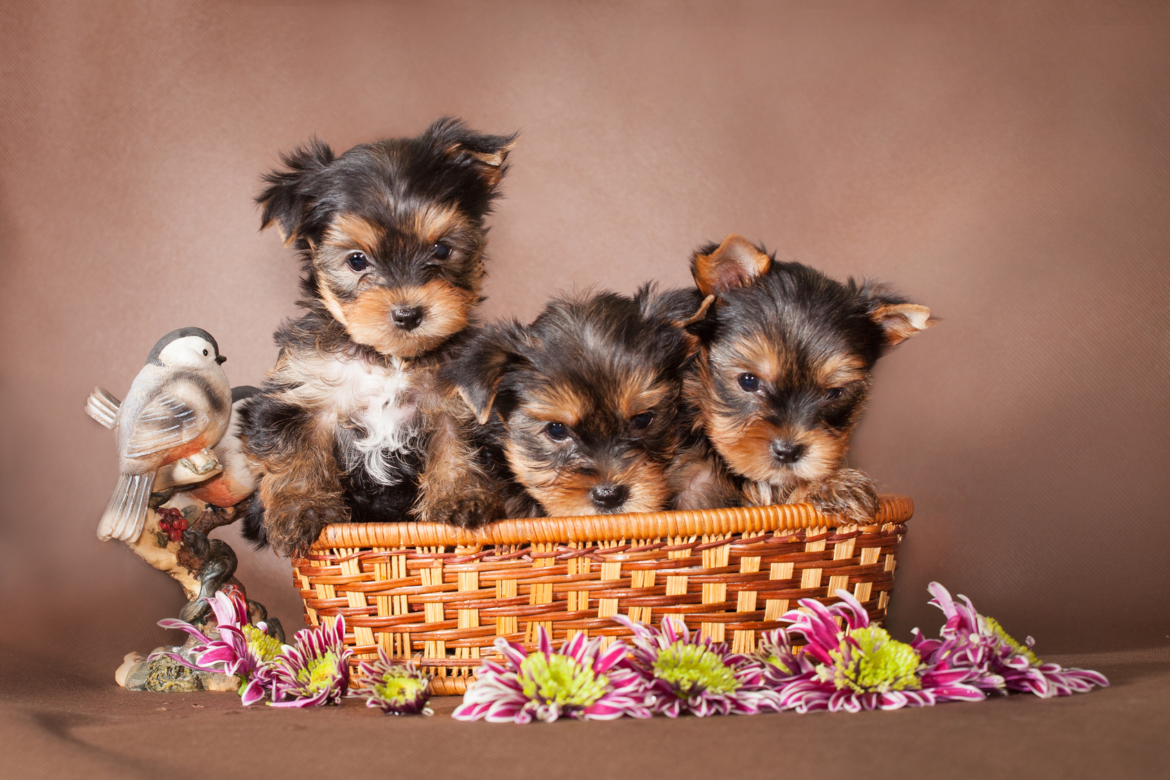 Rainbow creek kennels, yorkies, dog, breeder, rainbow-creek, dog-breeder, south butler, ny, new york, for, sale, puppies, puppy, pups, inspected, insp